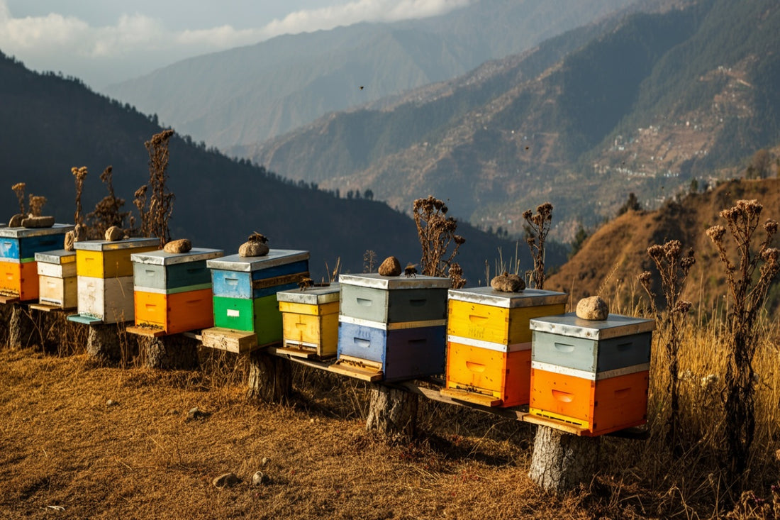 Climate change threatening Indian honey production - beehives in drought