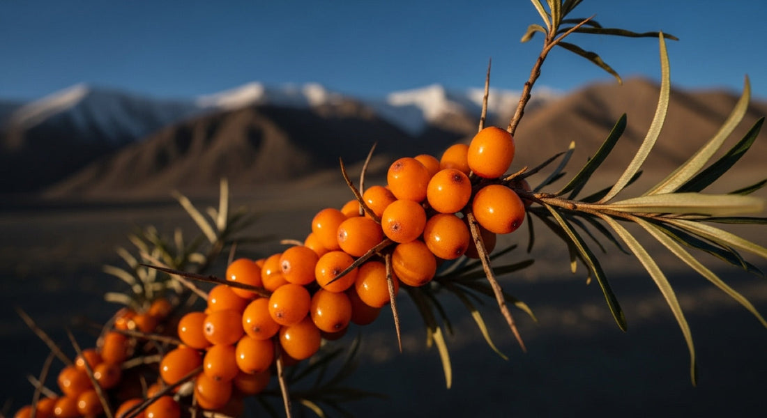 Sea Buckthorn Benefits & Uses: What the Himalayan Leh Berry Actually Does hero image