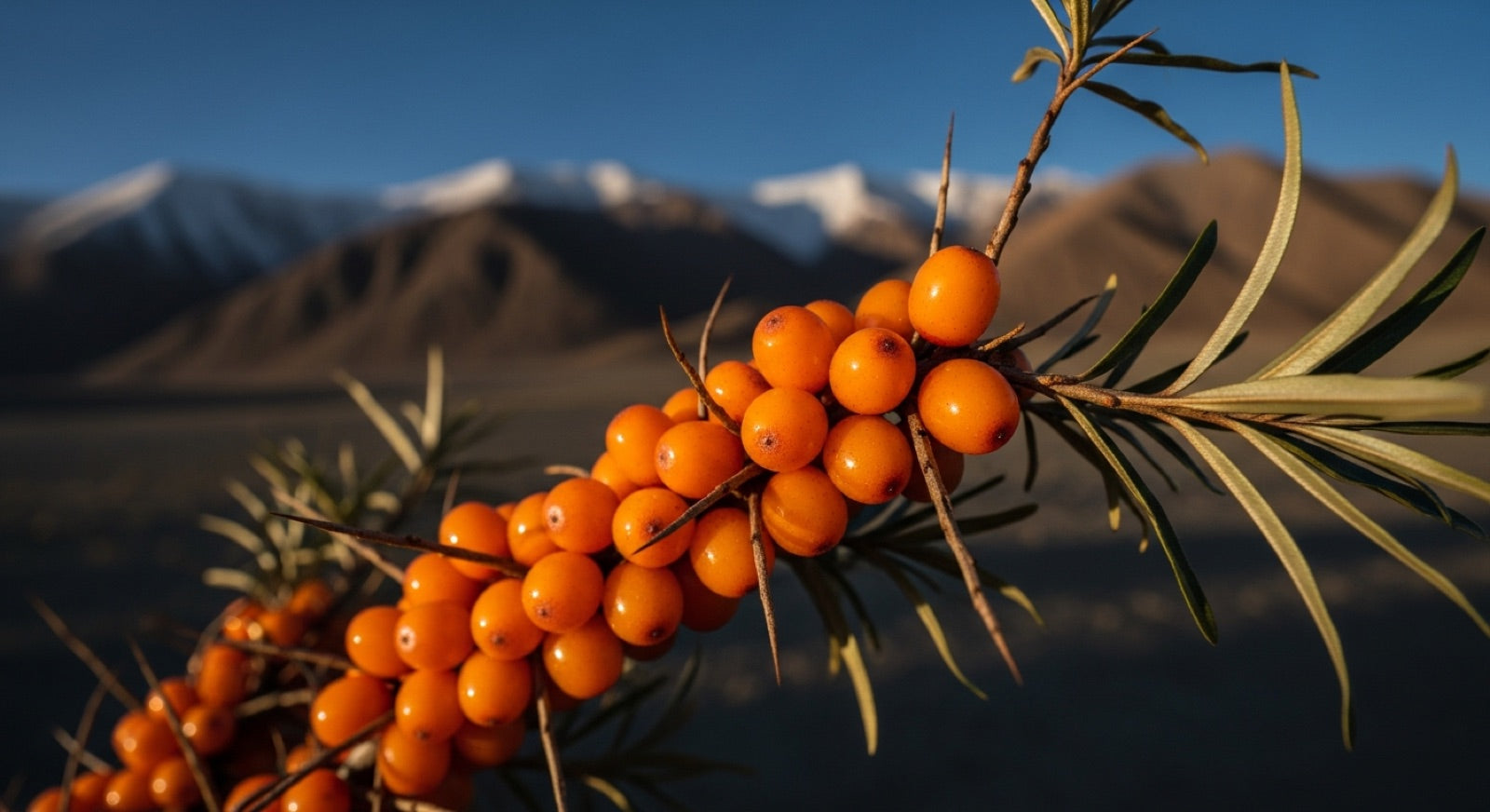 Sea Buckthorn Benefits & Uses: What the Himalayan Leh Berry Actually Does hero image