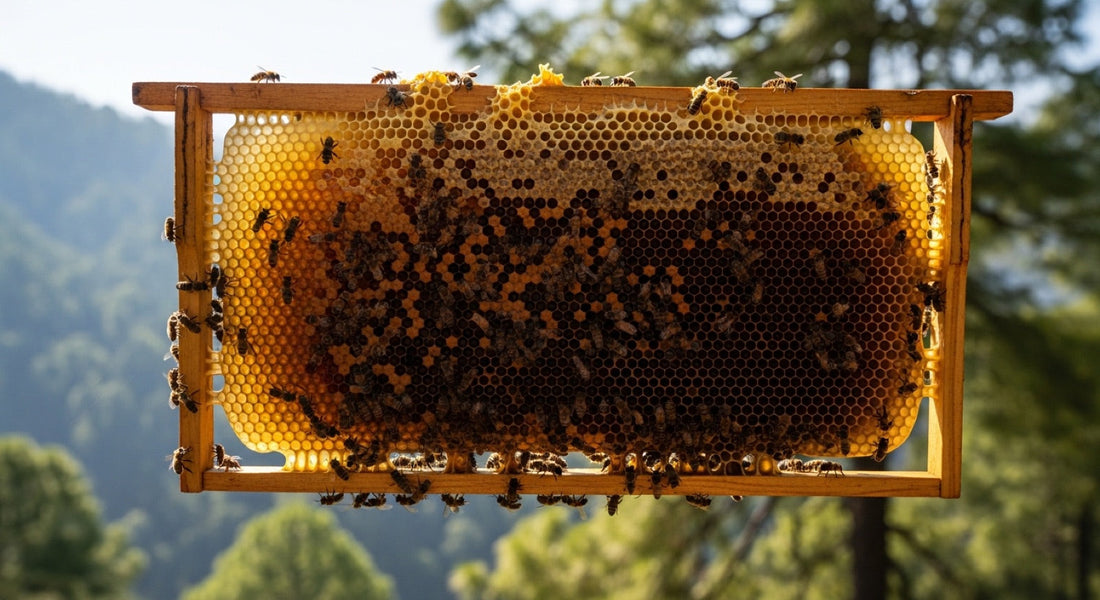 How Raw Honey Is Made in India: From Beehive to Jar hero image