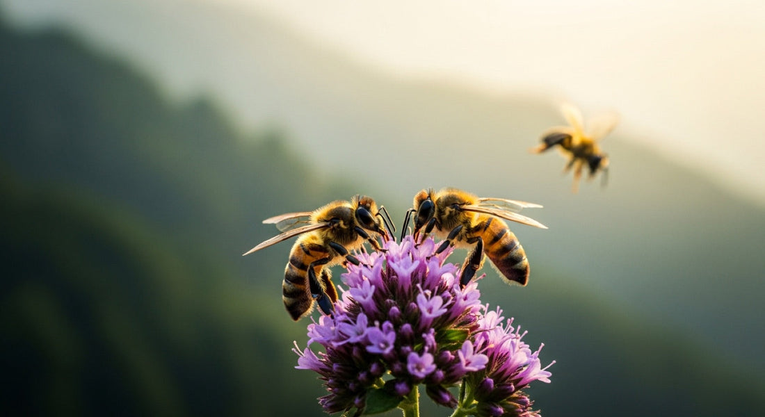Native Indian Bees vs European Bees: The Sustainability Case hero image