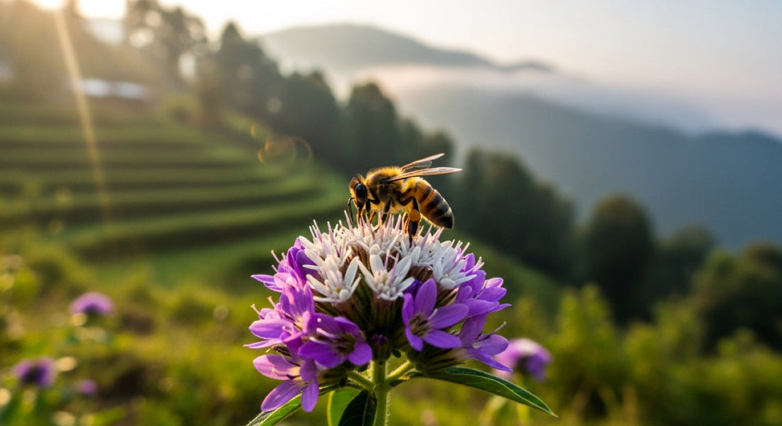 What Is Sustainable Beekeeping? A Complete Guide hero image