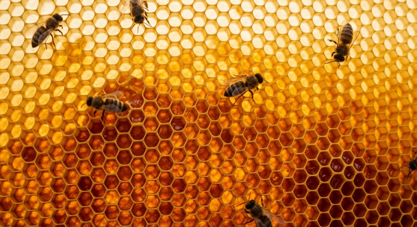 How Honeycomb Is Made and Harvested: Wax, Hexagons and Comb Honey hero image