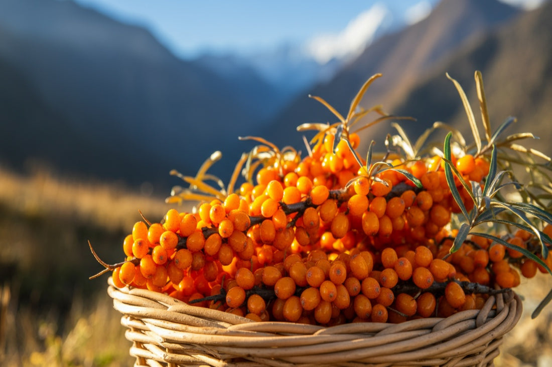 Sea buckthorn - the Himalayan superfruit you have never heard of
